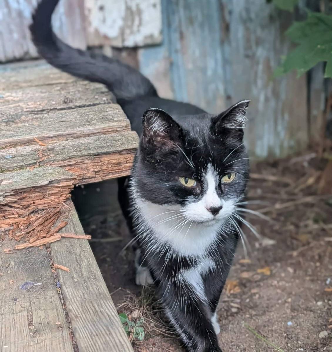Willie, le chat du domaine