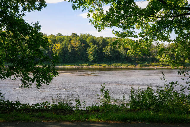 Vue sur la rivière à travers les arbres